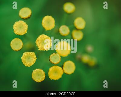 Vista dall'alto in primo piano di capolini di tanaceto giallo brillante su uno sfondo naturale verde sfocato Foto Stock