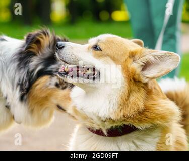 Giocoso spotted australiano Shepherd e petit corpi che giocano nel parco estivo della città Foto Stock