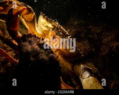 Un granchio tra alghe e pietre. Immagine dal suono, tra Svezia e Danimarca Foto Stock