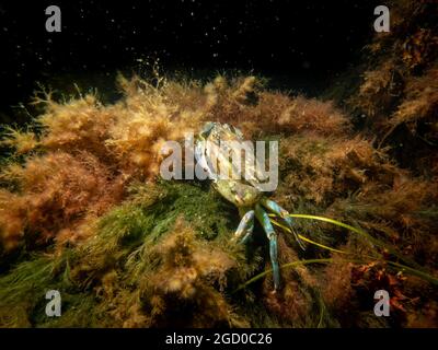 Un granchio tra alghe e pietre. Immagine dal suono, tra Svezia e Danimarca Foto Stock