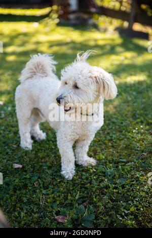 Piccolo Bichon Pup su erba verde Foto Stock