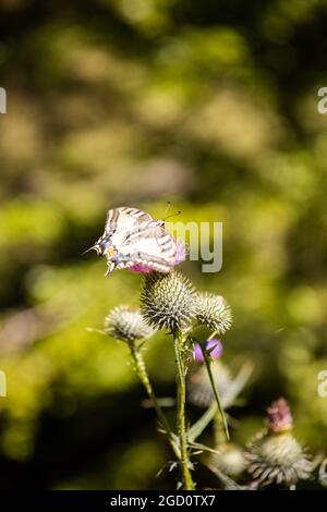 Bellissima farfalla seduta su un fiore Foto Stock