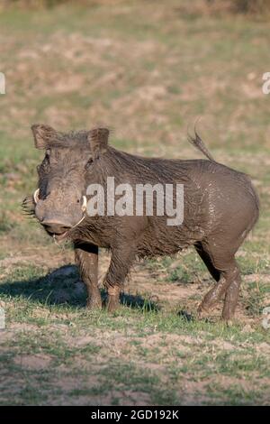 Zambia, Luangwa del Sud. Warthog comune (Phacochoerus africanus) coperto di fango. Foto Stock