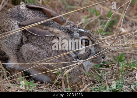 Zambia, Luangwa del Sud. Lepre di scrub africano (lepre di scrub (sassatilis di Lepus) con le zecche intorno al suo occhio. Foto Stock