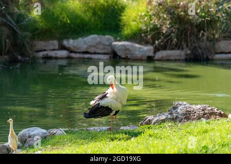 Heron su una gamba vicino all'acqua, sull'erba verde. Foto Stock