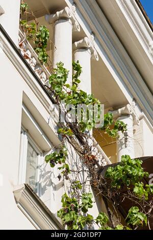 Sevastopol Crimea 13 agosto 2020. Edificio con uve selvatiche con colonne bianche classiche. I grappoli selvaggi pendono sulla ringhiera del balcone lungo la facciata. L'HIS Foto Stock