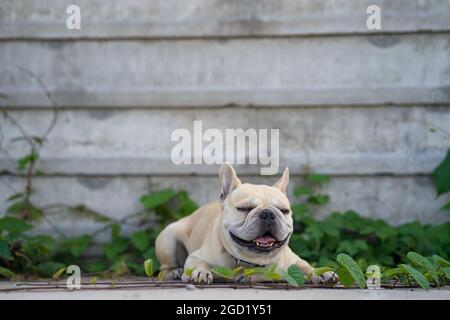 Primo piano di un adorabile bulldog francese che si posa all'aperto Foto Stock