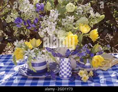 botanica, tulipani, muscari, polianthus, syringa, VIBURNUM, ORNITOGALUM, ADDITIONAL-RIGHTS-CLEARANCE-INFO-NOT-AVAILABLE Foto Stock