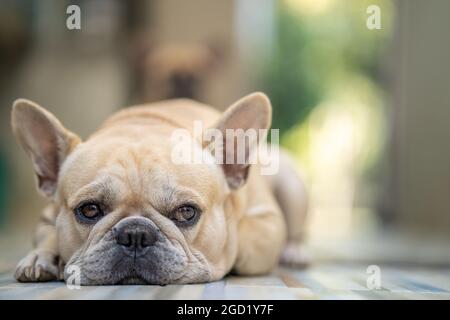 Primo piano di un adorabile bulldog francese che si trova al chiuso Foto Stock