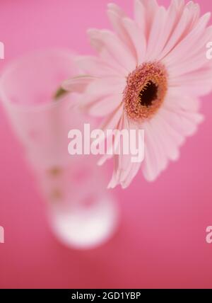 Botanica, gerbera rosa in un vaso di vetro contro uno sfondo rosa/cerise, ADDITIONAL-RIGHTS-CLEARANCE-INFO-NOT-AVAILABLE Foto Stock