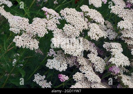 Yarrow (Achillea millefolium). Chiamato Yarrow comune, pianta di Nosebleed, pepe dell'uomo anziano, ortica del diavolo, Sanguinary e Milfoil anche. Foto Stock