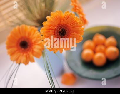Botanica, gerbera in un vaso blu arance in una ciotola, ADDIZIONALE-DIRITTI-CLEARANCE-INFO-NON-DISPONIBILE Foto Stock