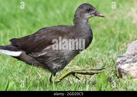 Novellame Moorhen, Gallinula Chloropus, Regno Unito Foto Stock