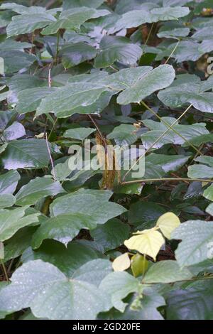 Impianto di kudzu (Pueraria montana). Foto Stock