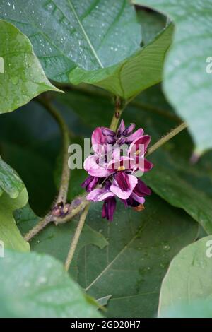 Impianto di kudzu (Pueraria montana). Foto Stock