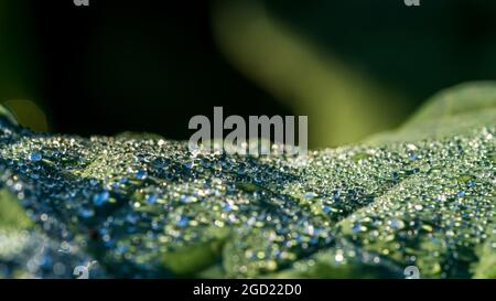 Gocce congelate di rugiada del mattino su alcune foglie Foto Stock