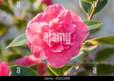 Primo piano di una Camellia rosa. Camelia Japonica. Rosa invernale. Fiore di Stato dell'Alabama. Foto Stock