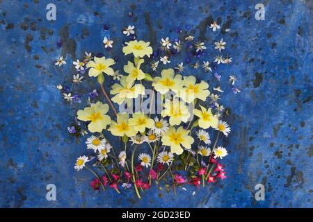 Arrangiamento di fiori di primrosa su sfondo blu dipinto, con sedum rosa, daisy bianco, e fiori di blackthorn. Foto Stock