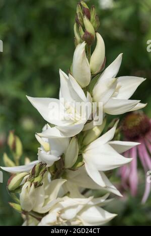 Primo piano dei fiori bianchi a forma di lanterna di Yucca gloriosa. Foto Stock