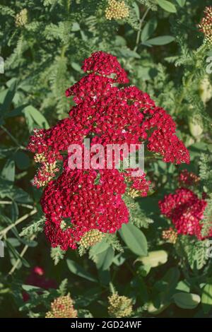 Yarrow (Achillea millefolium). Chiamato Yarrow comune, pianta di Nosebleed, pepe dell'uomo anziano, ortica del diavolo, Sanguinary e Milfoil anche. Foto Stock