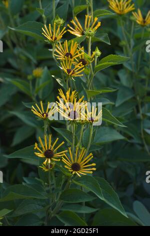 Il piccolo Enrico Dolce (Rudbeckia subtomentosa 'Little Henry'). Foto Stock