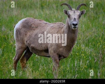 Pecora di Bighorn sulle praterie del Badlands National Park, South Dakota. Foto Stock