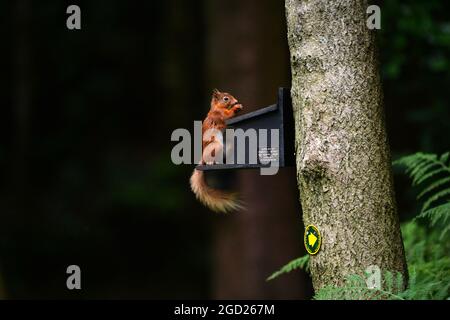 Uno scoiattolo rosso, Sciurus vulgarise in bosco a Shap nel Distretto dei Laghi nel Regno Unito Foto Stock