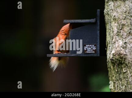 Uno scoiattolo rosso, Sciurus vulgarise in bosco a Shap nel Distretto dei Laghi nel Regno Unito Foto Stock