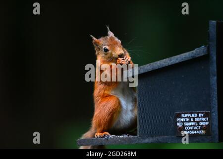 Uno scoiattolo rosso, Sciurus vulgarise in bosco a Shap nel Distretto dei Laghi nel Regno Unito Foto Stock