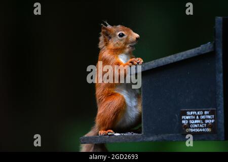 Uno scoiattolo rosso, Sciurus vulgarise in bosco a Shap nel Distretto dei Laghi nel Regno Unito Foto Stock