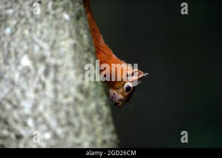 Uno scoiattolo rosso, Sciurus vulgarise in bosco a Shap nel Distretto dei Laghi nel Regno Unito Foto Stock