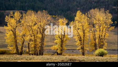 Pioppi neri americani alberi in Lamar Valley, il Parco Nazionale di Yellowstone, Wyoming. Foto Stock