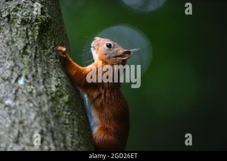 Uno scoiattolo rosso, Sciurus vulgarise in bosco a Shap nel Distretto dei Laghi nel Regno Unito Foto Stock