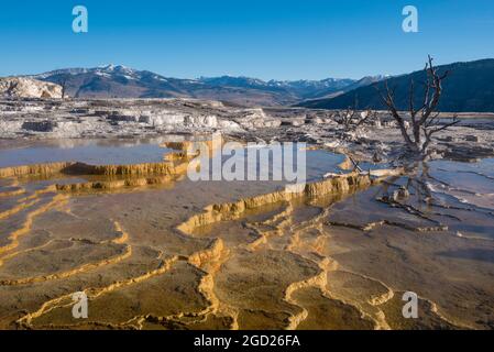 Grassy Spring presso Upper Mammoth Terraces, Yellowstone National Park, Wyoming, USA. Foto Stock