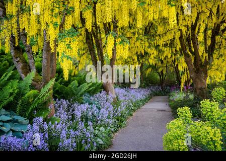 Alberi di Laburnum in fiore al Van Dusen Botanical Garden, Vancouver, British Columbia, Canada. Foto Stock