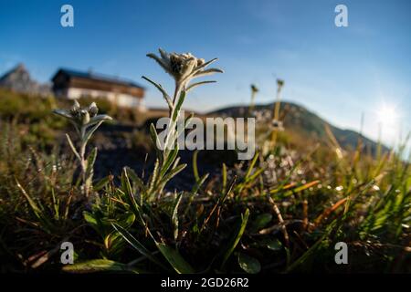 Botanica, alpine edelweiss (Leontopodium nivale), edelweiss presso Blaserhuette, Alpi Stubai, Austria, DIRITTI-AGGIUNTIVI-CLEARANCE-INFO-NON-DISPONIBILE Foto Stock