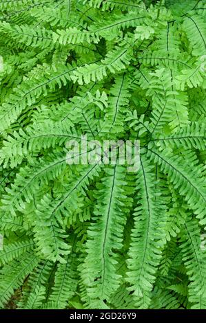 Western Maidenhair Fern (Adiantum Aleuticum); Tamolitch Pool, Mckenzie River, Oregon. Foto Stock