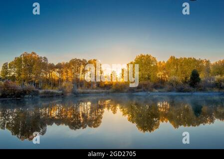 Aspen alberi con caduta colore vicino Dillon cade sul fiume Deschutes, central Oregon. Foto Stock