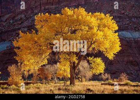 Freemont pioppi neri americani alberi in autunno a colori nella storica Fruita distretto di Capitol Reef National Park nello Utah. Foto Stock