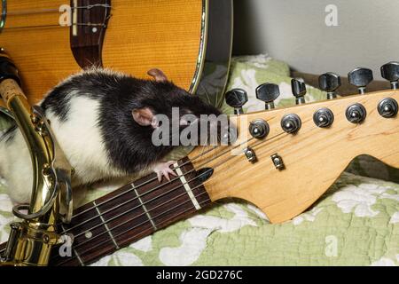 Ratti animali da compagnia che suonano su strumenti musicali classici Foto Stock