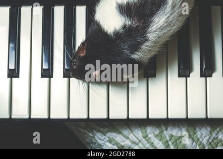 Ratti animali da compagnia che suonano su strumenti musicali classici Foto Stock