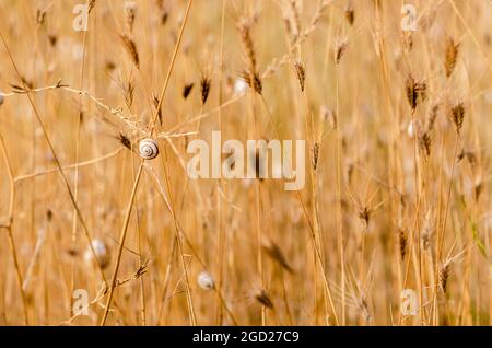 lumaca beige incastrata su un gambo di erba in primo piano di colore nel prato. Foto Stock