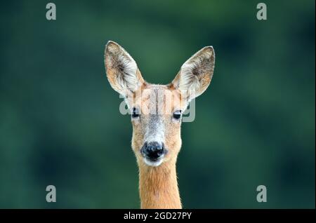 Primo piano di un capriolo selvatico Foto Stock