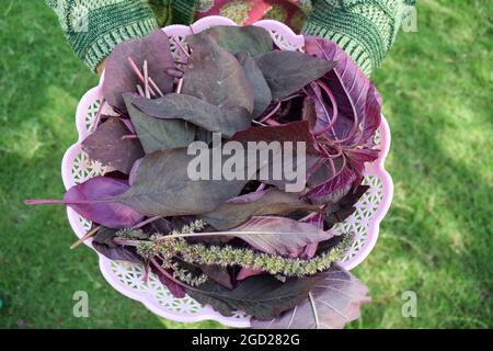 Cesto di contenimento femminile pieno di verdure a foglia di spinaci rossi organici. Raccolto a mano cresciuto in India Asia. Foto Stock