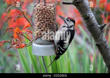 Giovane Picchio Grande a puntini (Dendrocopus Major) in un ambiente Giardino, Regno Unito. Foto Stock