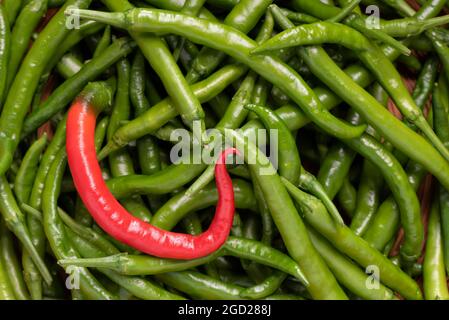Un peperoncino rosso Pusa Jwala maturo in una ciotola piena di peperoncini verdi. Foto Stock