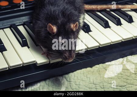 Ratti animali da compagnia che suonano su strumenti musicali classici Foto Stock