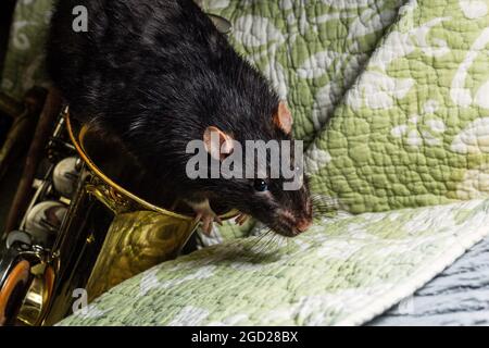 Ratti animali da compagnia che suonano su strumenti musicali classici Foto Stock