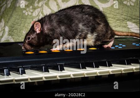 Ratti animali da compagnia che suonano su strumenti musicali classici Foto Stock