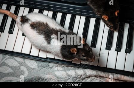 Ratti animali da compagnia che suonano su strumenti musicali classici Foto Stock